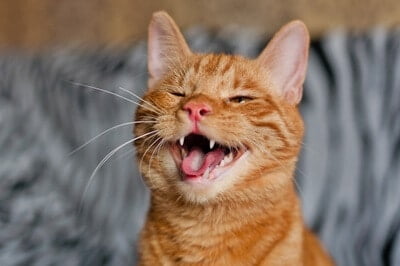 do cats laugh?