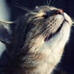 do cats lose their sense of smell as they get older?