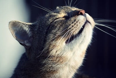 do cats lose their sense of smell as they get older?
