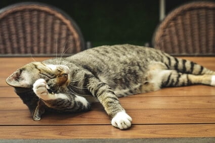 how can you tell if your cat has a headache?
