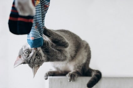 how do cats play with humans?