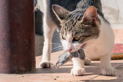 how long do cats play with mice before killing them?