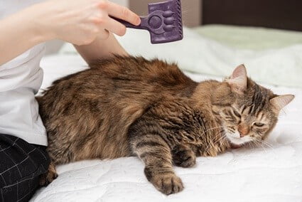 how to clean cat fur without water