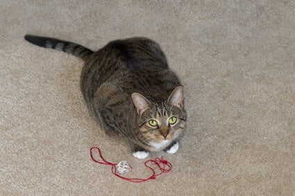 how to get string out of a cat