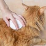 how to groom a senior cat