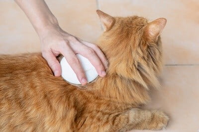 how to groom a senior cat