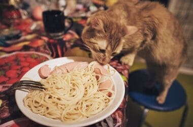 is it bad for cats to eat pasta?