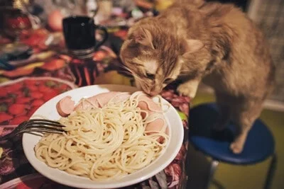 is it bad for cats to eat pasta?