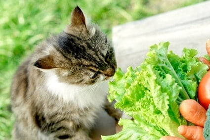 leafy vegetables cats eat
