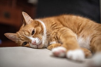 senior cat losing control of bowels