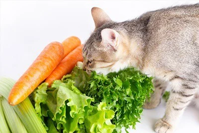 what are the best vegetables for cats?