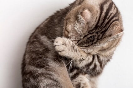 what can i give my cat for a headache?