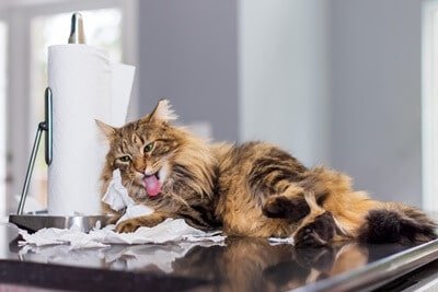 what cat behaviors mean