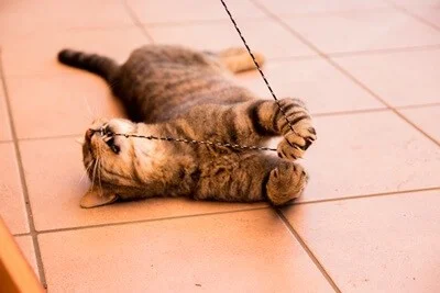what happens if cats eat string?