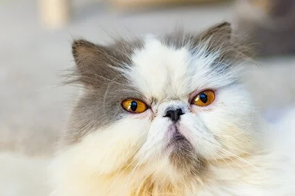why do cats get grumpy as they get older?