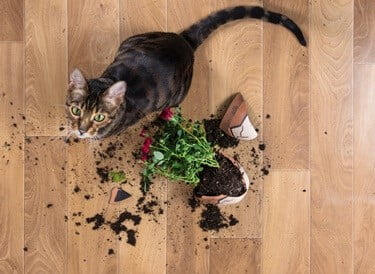 why do cats knock things off surfaces?