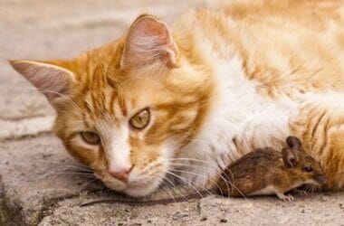 why do cats play with mice before eating them?