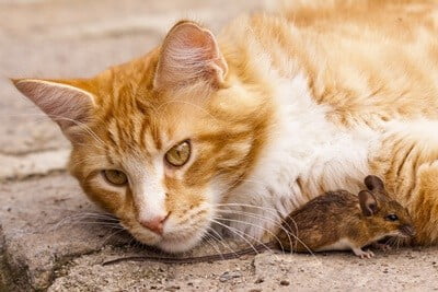 why do cats play with mice before eating them?