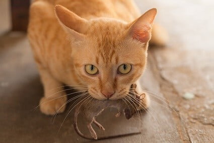 why do cats play with their prey after its dead?