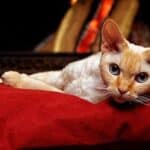 will cats stay away from the fireplace?