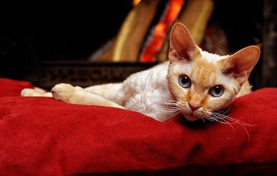 will cats stay away from the fireplace?