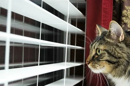 What does it mean when your cat stares at the window?