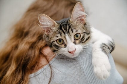 are cats sensitive to human illness?