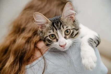 are cats sensitive to human illness?