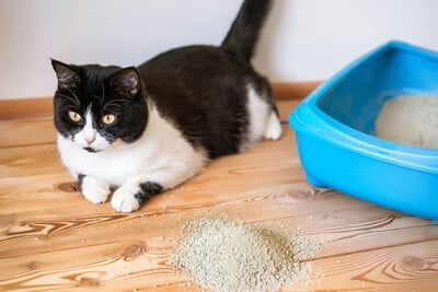 can cats be allergic to litter dust?