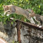 can cats jump higher than dogs?