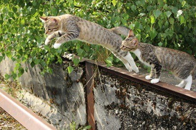 can cats jump higher than dogs?