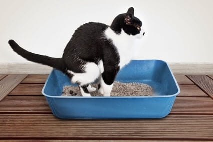 cat keeps stepping in poop