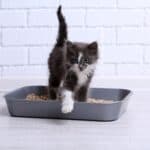 old cat stops using litter box