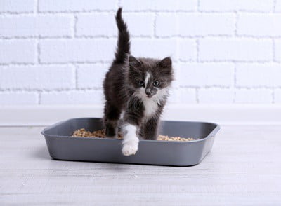 cat tracking poop all over house