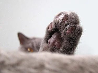 cats paws turning pink