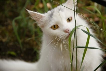 cats white fur looks yellow