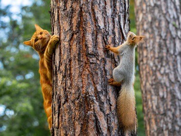 do cats attack squirrels?