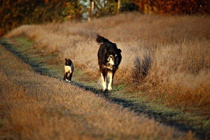 why do dogs hate dog whistles