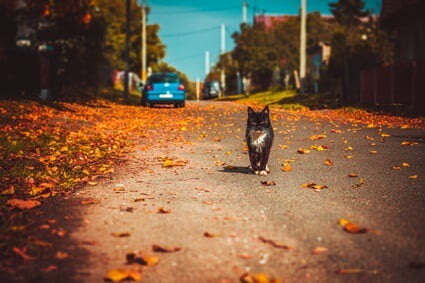 do cats have road sense?