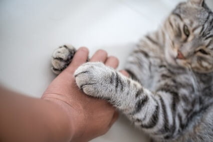 do cats let you touch their paws?