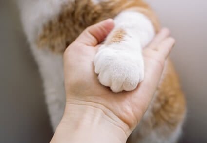 do cats like their paw pads touched?