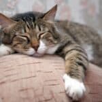 do cats sleep more when they get older?