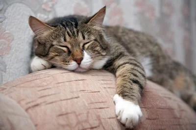 do cats sleep more when they get older?