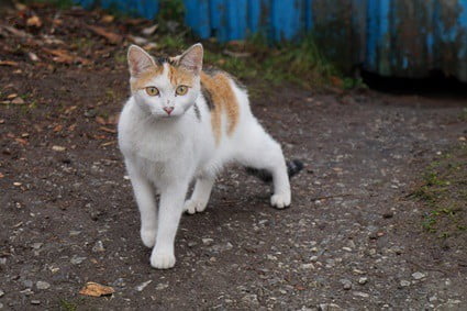 feral cats pooping in yard