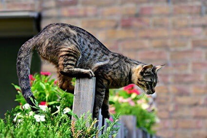 how high can cats jump vertically?