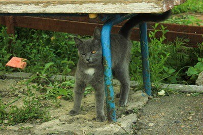 how to keep cats from pooping in my yard