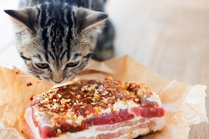 is pork a good protein for cats?