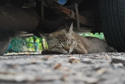 owning a cat near a busy road