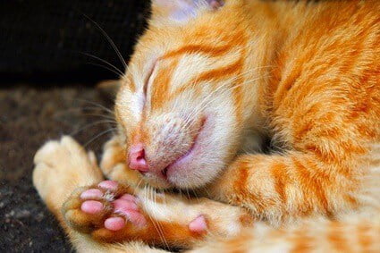 what determines a cat's paw pad color?