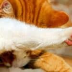 why do cat paw pads change colors?